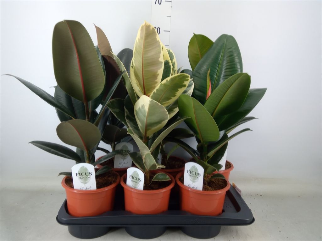 Горшечные цветы и растения оптом Ficus Elastica   ...mix 3 от 6шт из Голландии с доставкой по России