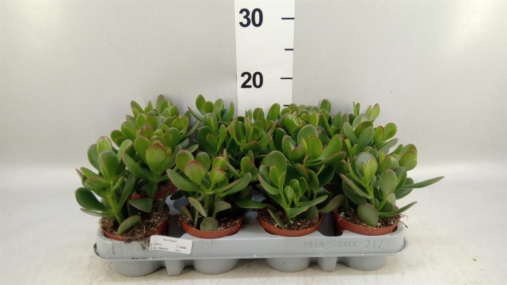 Горшечные цветы и растения оптом Crassula Ovata sunset от 12шт (для телеги) из Голландии с доставкой по России