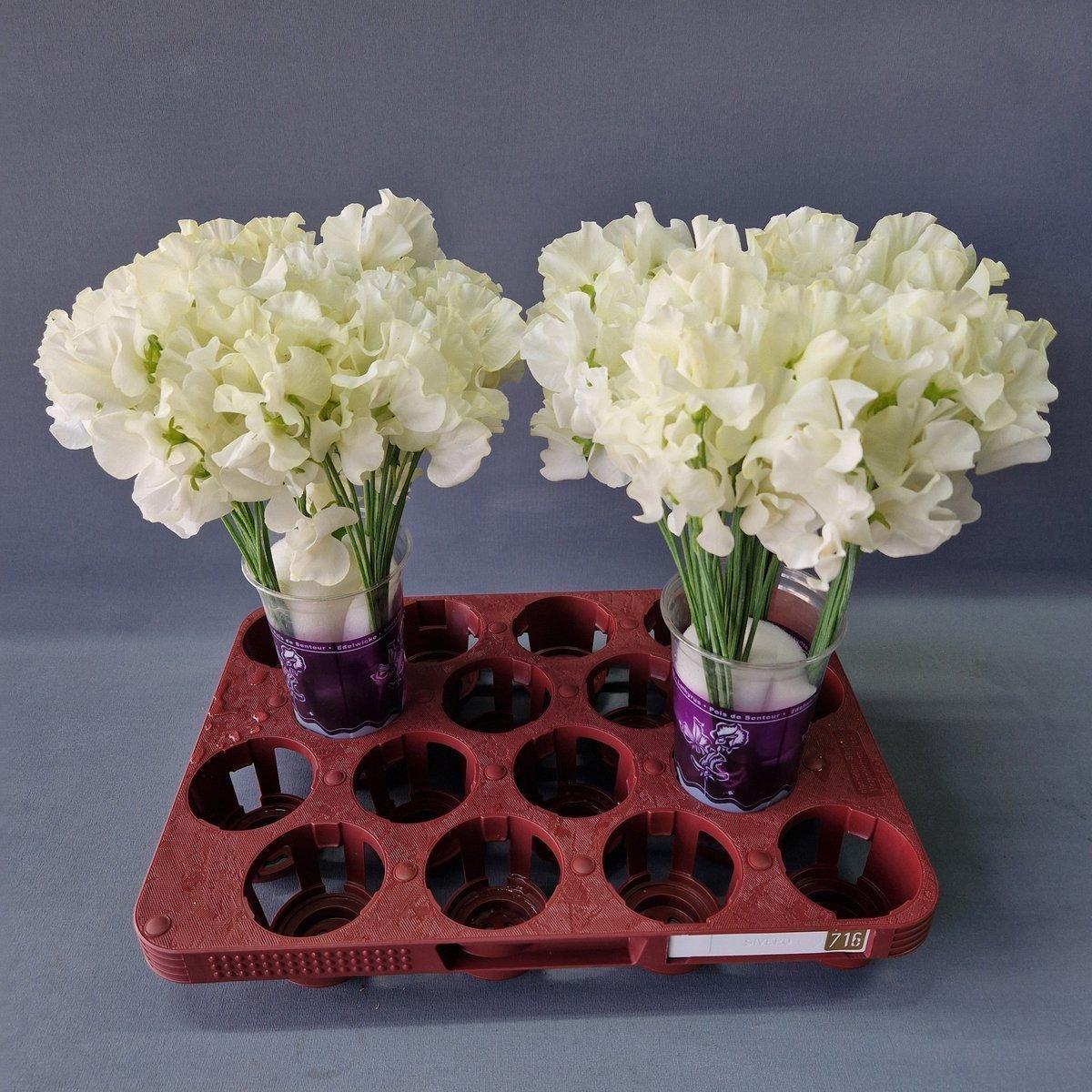 Срезанные цветы оптом Lathyrus paint cream magic от 100шт из Голландии с доставкой по России