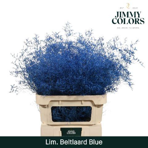 Срезанные цветы оптом Limonium beltlaard paint blue от 25шт из Голландии с доставкой по России