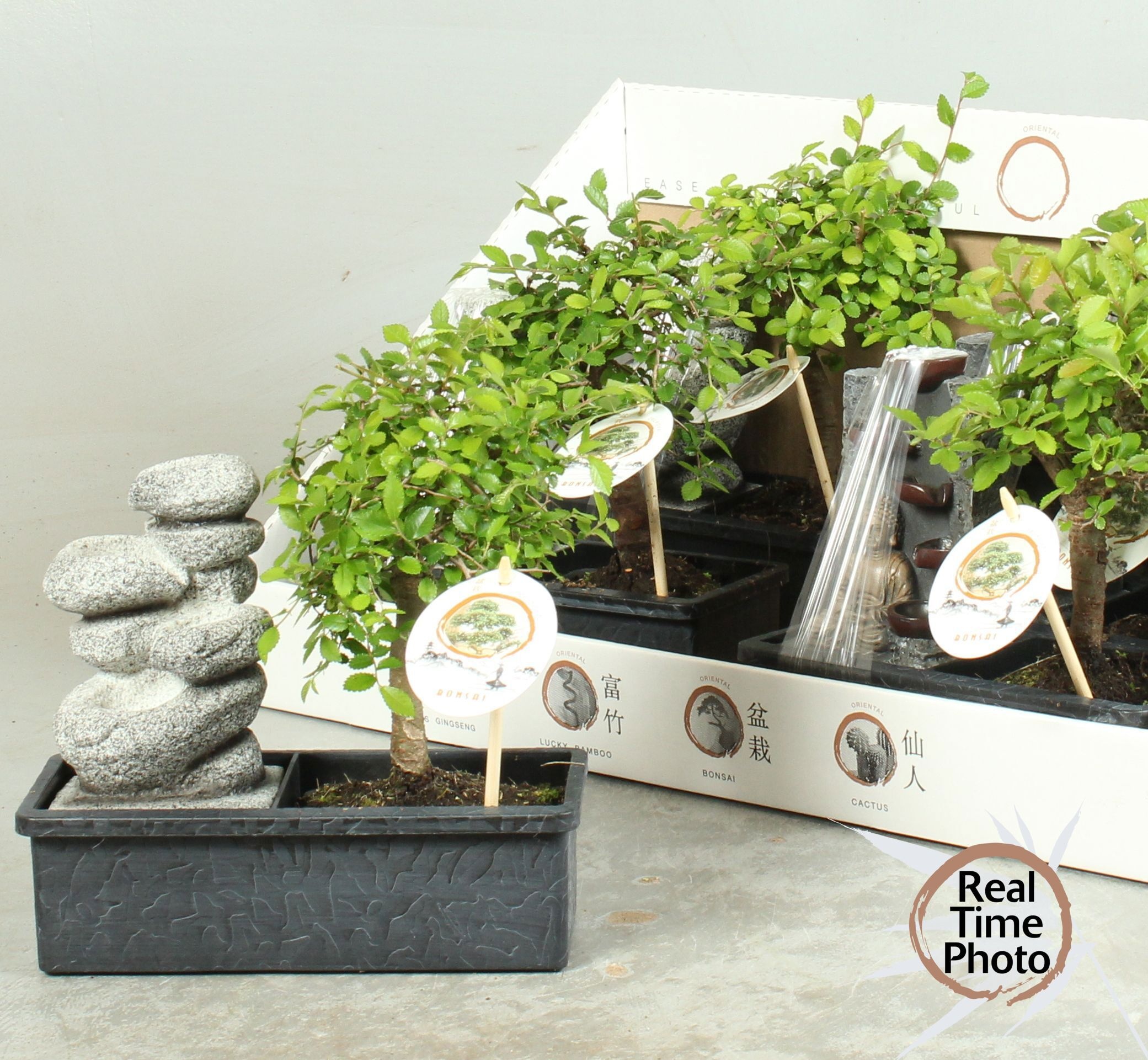 Горшечные цветы и растения оптом Bonsai Gem от 6шт из Голландии с доставкой по России