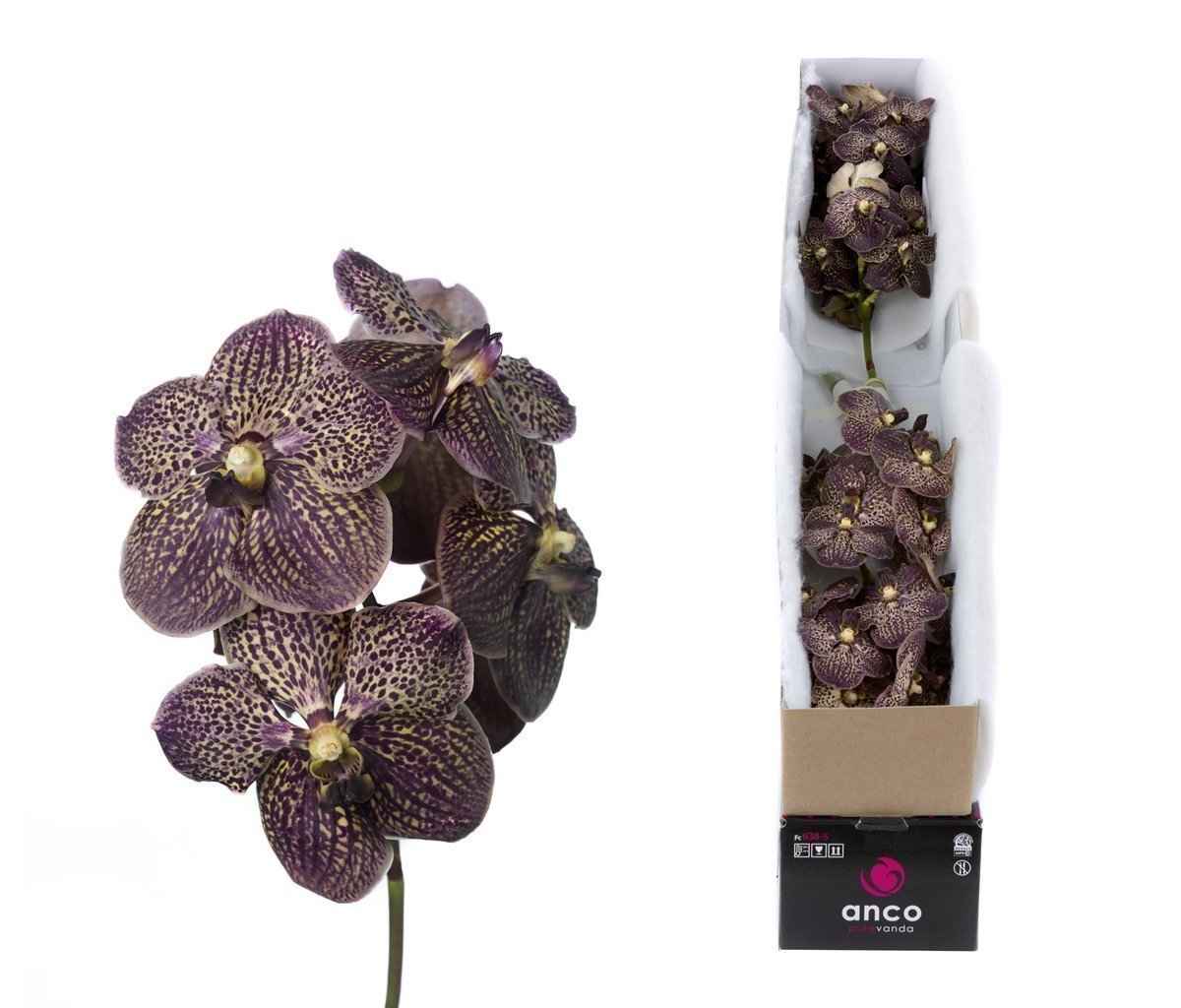 Срезанные цветы оптом Vanda sunanda chocolate brown per stem от 8шт. из Голландии с доставкой по России