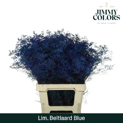 Срезанные цветы оптом Limonium beltlaard paint blue от 25шт из Голландии с доставкой по России