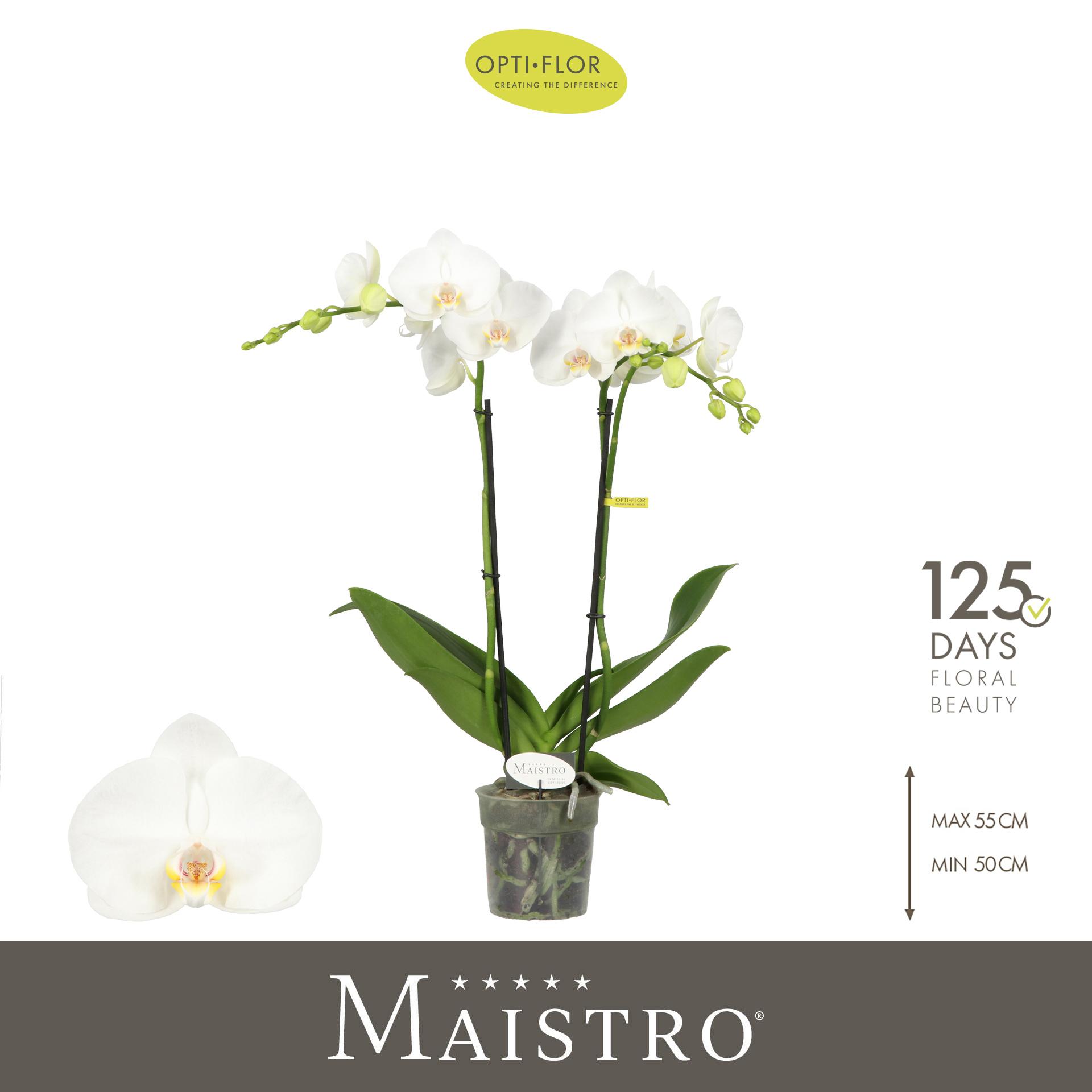 Горшечные цветы и растения оптом Phal 2st Maistro Mozart 18+ (opti) от 6шт из Голландии с доставкой по России