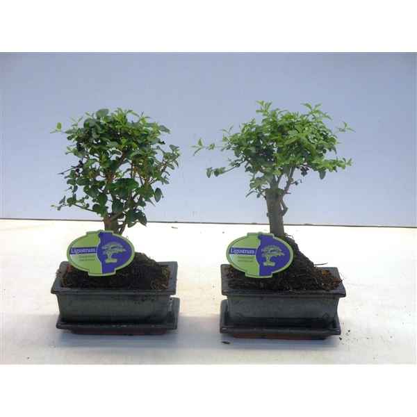 Горшечные цветы и растения оптом Bonsai Ligustrum Sinensis, 15cm., Broom, With Drip от 10шт из Голландии с доставкой по России