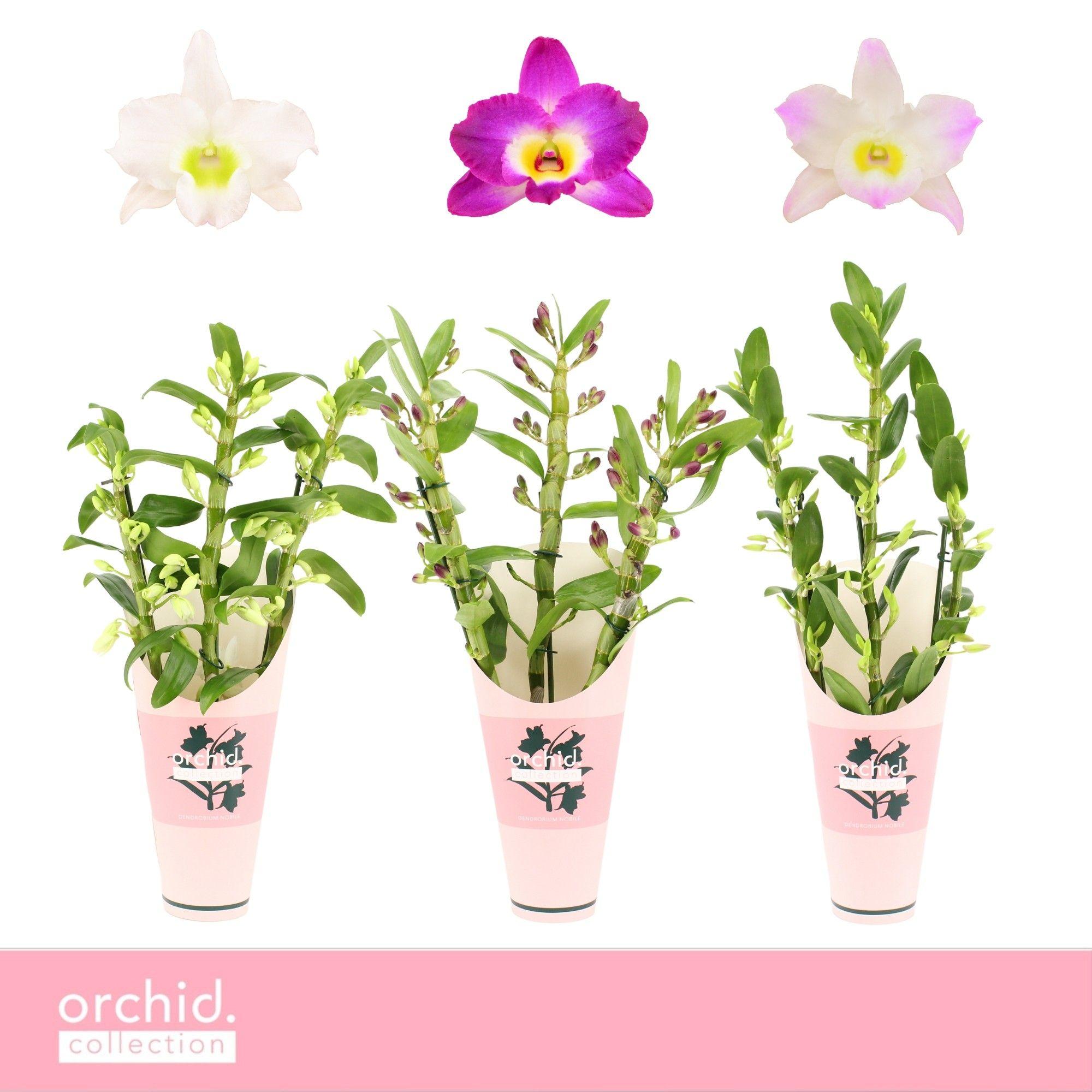 Горшечные цветы и растения оптом Dendr Nob 3st Mix Orchid Coll от 6шт из Голландии с доставкой по России