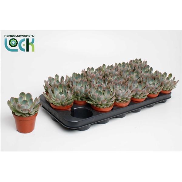 Горшечные цветы и растения оптом Echeveria Apus от 12шт (для телеги) из Голландии с доставкой по России