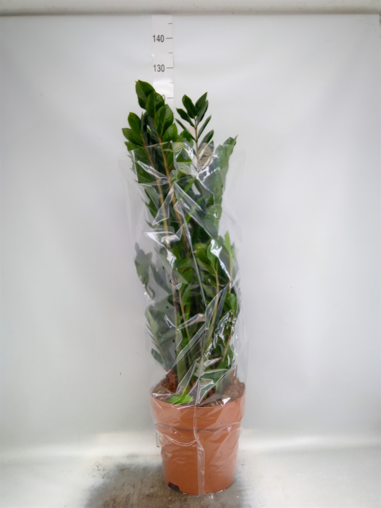 Горшечные цветы и растения оптом Zamioculcas Zamiifolia от 1шт из Голландии с доставкой по России