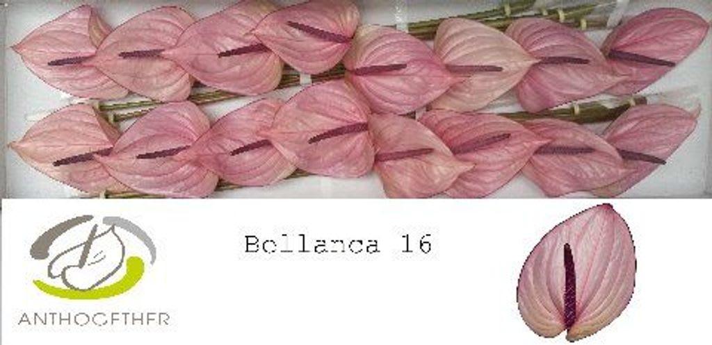 Срезанные цветы оптом Anthurium bellanca от 16шт. из Голландии с доставкой по России
