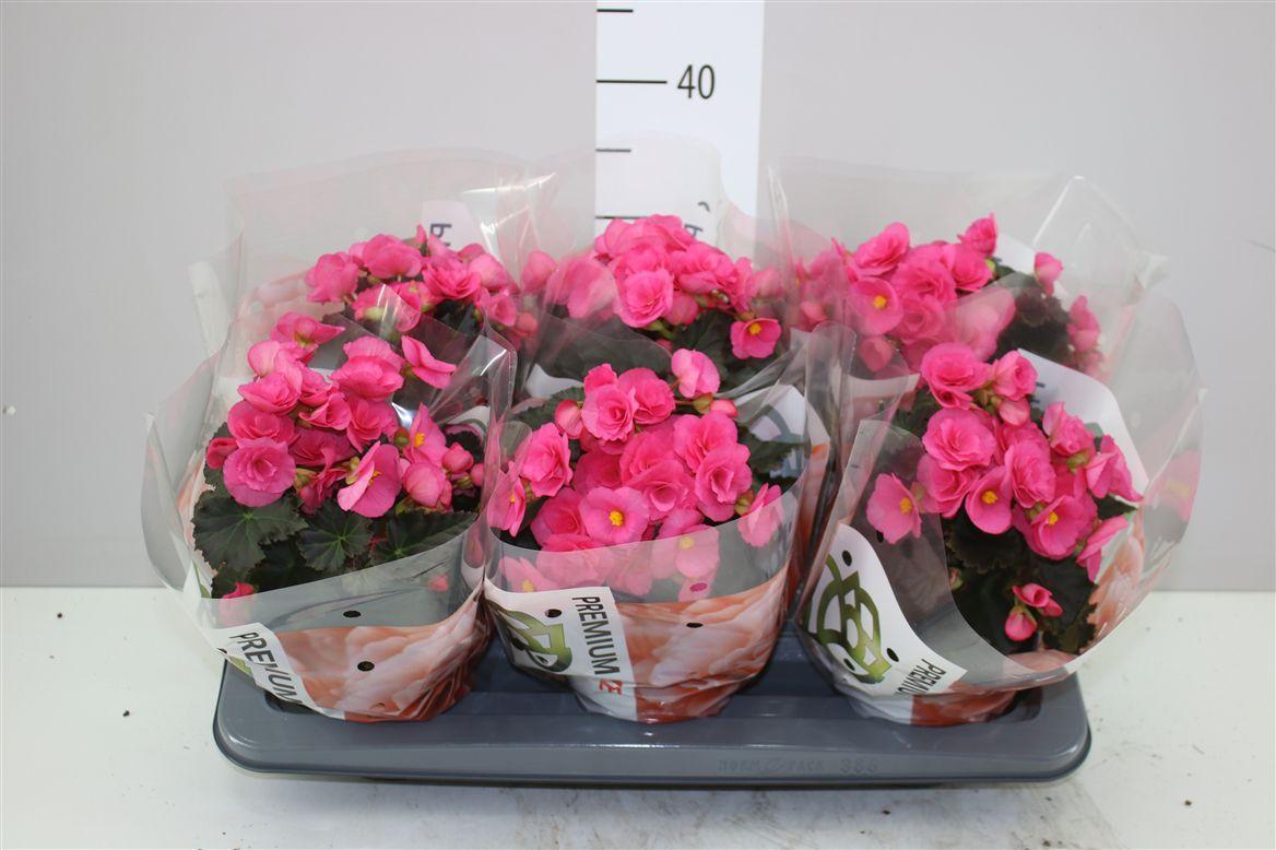Горшечные цветы и растения оптом Begonia Hl Adonia Pink от 6шт (для телеги) из Голландии с доставкой по России