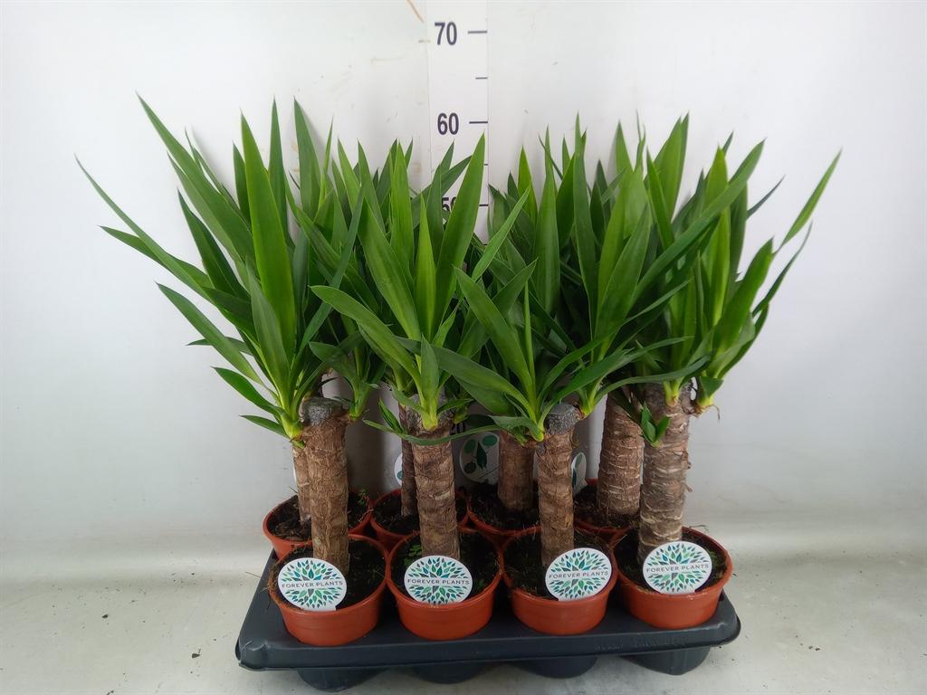 Горшечные цветы и растения оптом Yucca   ... от 8шт из Голландии с доставкой по России