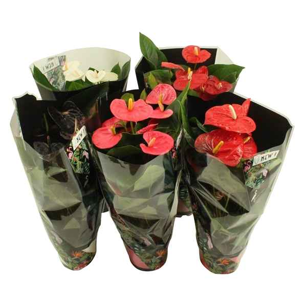 Горшечные цветы и растения оптом Anth An Mix 6+ от 6шт из Голландии с доставкой по России