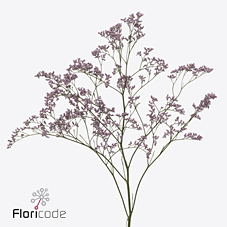 Срезанные цветы оптом Limonium safora oshi pink от 100шт из Голландии с доставкой по России