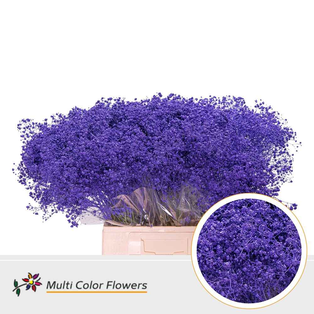 Срезанные цветы оптом Gyps large paint violet dark от 100шт из Голландии с доставкой по России