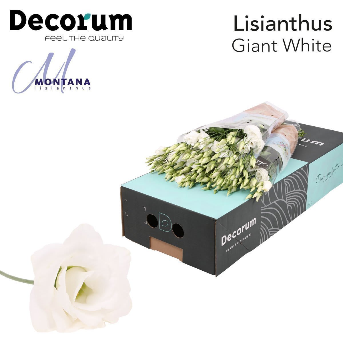 Срезанные цветы оптом Lisianthus do arena giant white от 40шт. из Голландии с доставкой по России