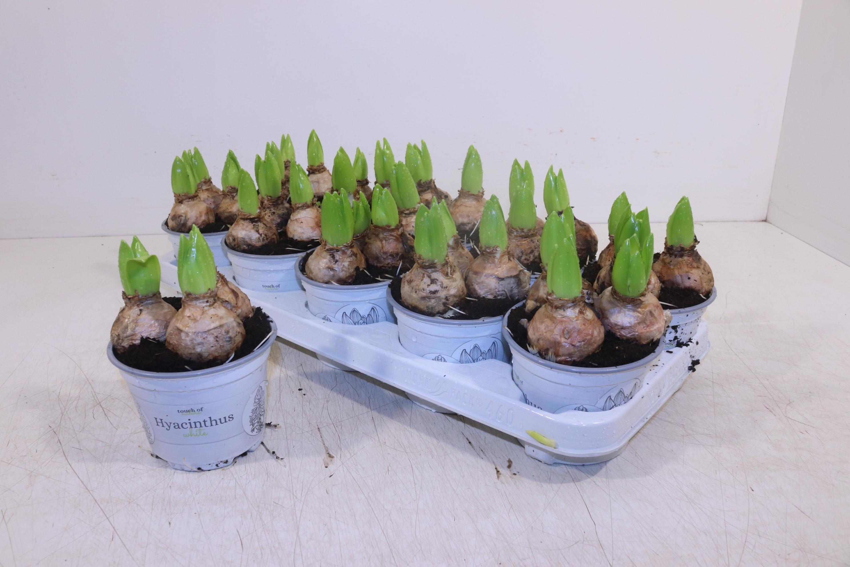 Горшечные цветы и растения оптом Hyacin White Pearl от 10шт из Голландии с доставкой по России