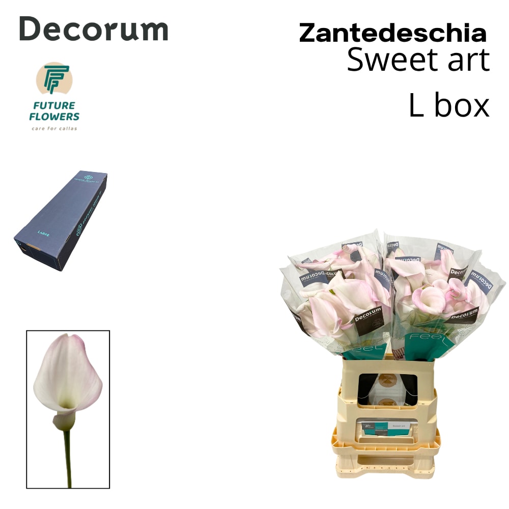 Срезанные цветы оптом Zantedeschia sweet art от 160шт из Голландии с доставкой по России