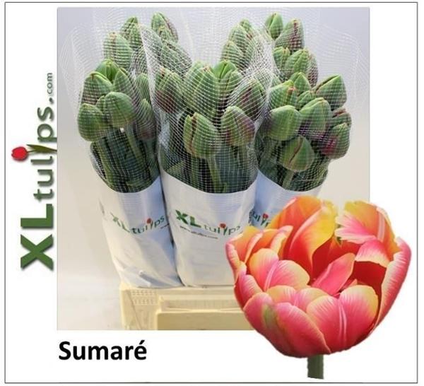 Срезанные цветы оптом Tulipa do sumaré от 50шт из Голландии с доставкой по России