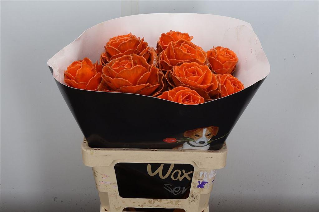 Срезанные цветы оптом Brassica wax orange от 10шт из Голландии с доставкой по России