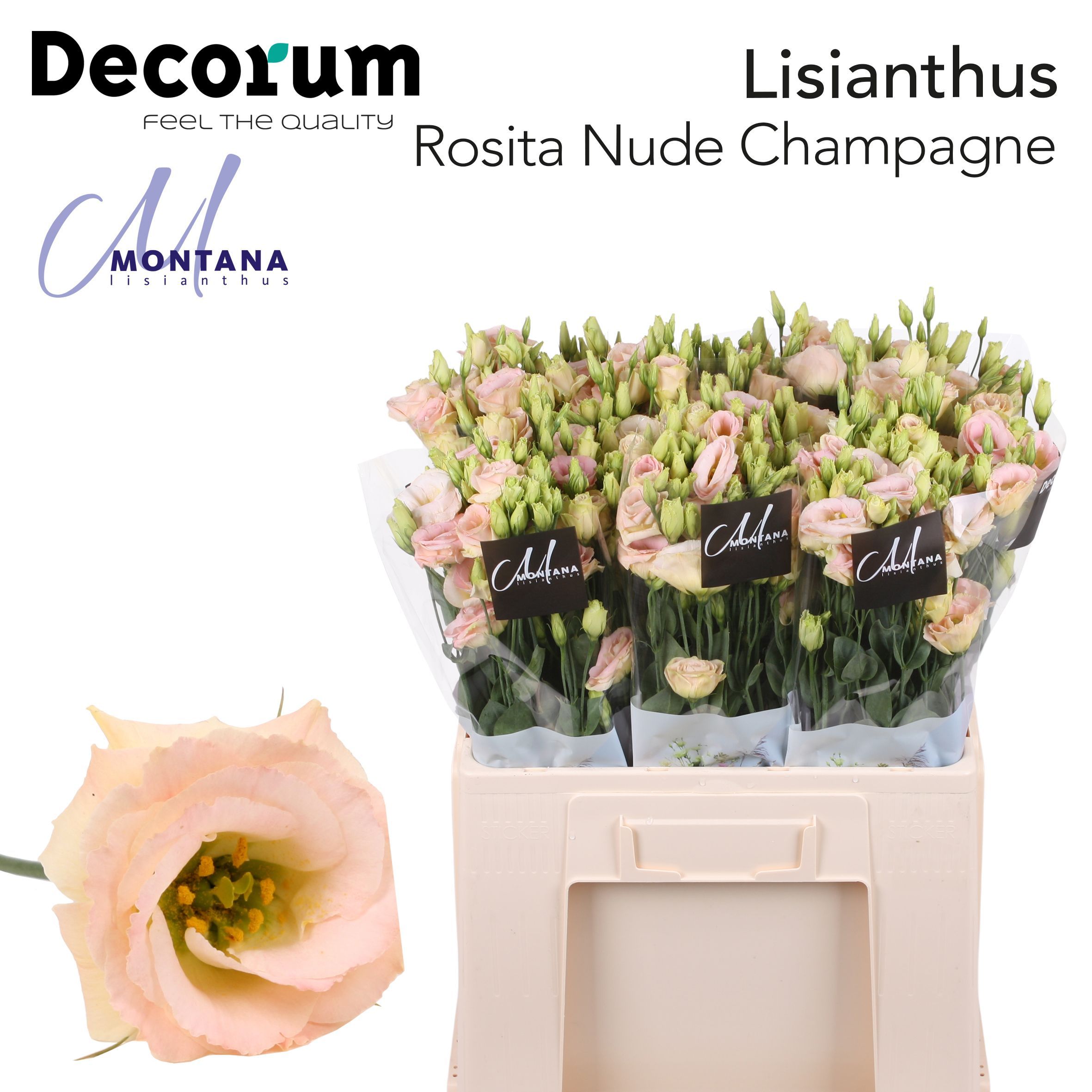 Срезанные цветы оптом Lisianthus do rosita champagne от 50шт из Голландии с доставкой по России