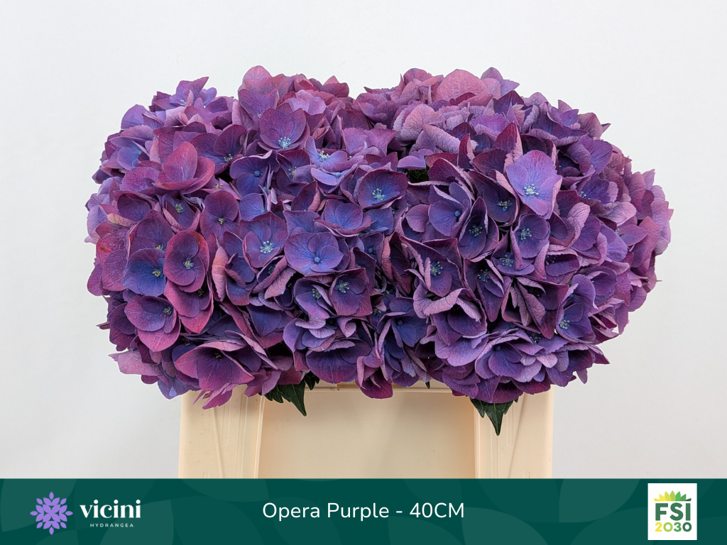 Срезанные цветы оптом Hydrangea royal opera от 10шт из Голландии с доставкой по России