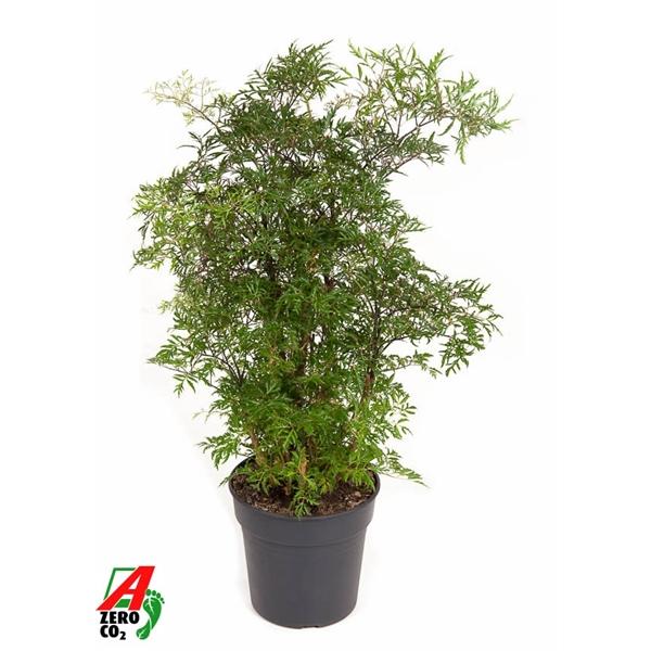 Горшечные цветы и растения оптом Polyscias Ming Branched от 1шт из Голландии с доставкой по России Горшечные цветы и растения оптом Polyscias Ming Branched от 1шт из Голландии с доставкой по России