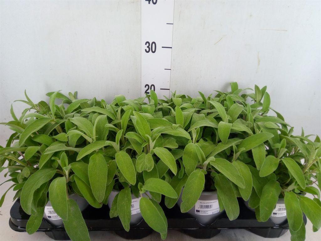 Горшечные цветы и растения оптом Salvia Officinalis от 8шт из Голландии с доставкой по России