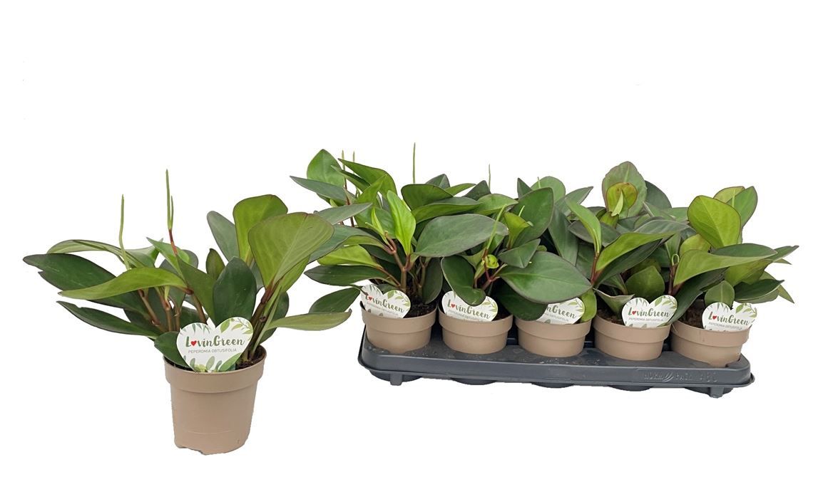 Горшечные цветы и растения оптом Peperomia Clusiifolia Red Margin от 10шт из Голландии с доставкой по России