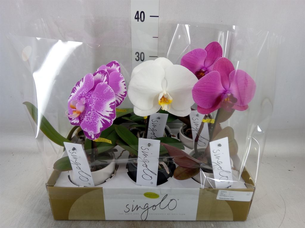 Горшечные цветы и растения оптом Phalaenopsis   ...mix от 6шт из Голландии с доставкой по России