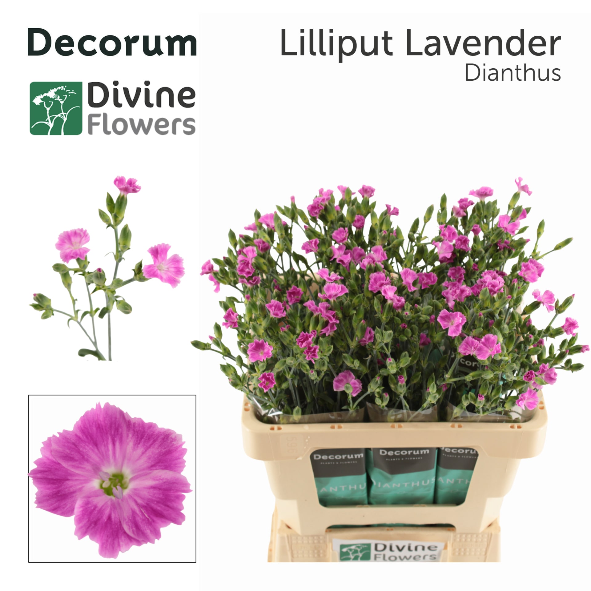 Срезанные цветы оптом Dianthus sp lilliput lavender от 60шт. из Голландии с доставкой по России
