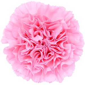 Срезанные цветы оптом Dianthus st damina от 80шт из Голландии с доставкой по России