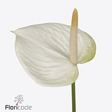 Срезанные цветы оптом Anthurium love white от 60шт из Голландии с доставкой по России