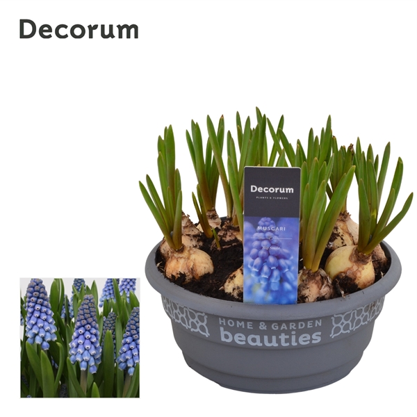 Горшечные цветы и растения оптом Muscari Big Smile (decorum) от 7шт из Голландии с доставкой по России