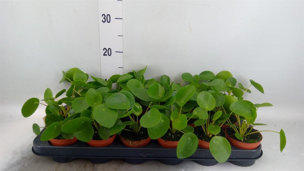 Горшечные цветы и растения оптом Pilea Peperomioides от 18шт (для телеги) из Голландии с доставкой по России