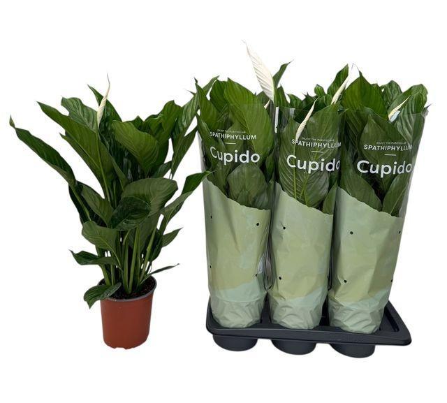 Горшечные цветы и растения оптом Spath Bingo Cupido 6+ (air So Pure) от 6шт из Голландии с доставкой по России