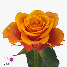 Срезанные цветы оптом Rosa large espana от 60шт из Голландии с доставкой по России