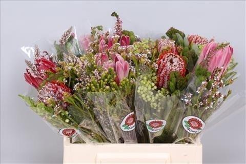 Срезанные цветы оптом Protea bq от 10шт из Голландии с доставкой по России