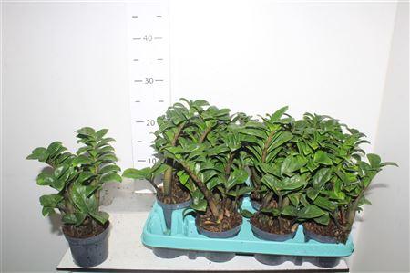 Горшечные цветы и растения оптом Zamioculcas Zenzi 9 Cm Decorum, 4+ от 12шт (для телеги) из Голландии с доставкой по России
