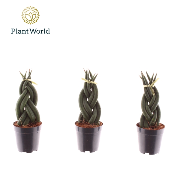Горшечные цветы и растения оптом Sansevieria Cylindrica Twist от 20шт (для телеги) из Голландии с доставкой по России