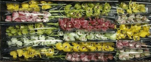 Срезанные цветы оптом Minicymbidium mix от 15шт из Голландии с доставкой по России