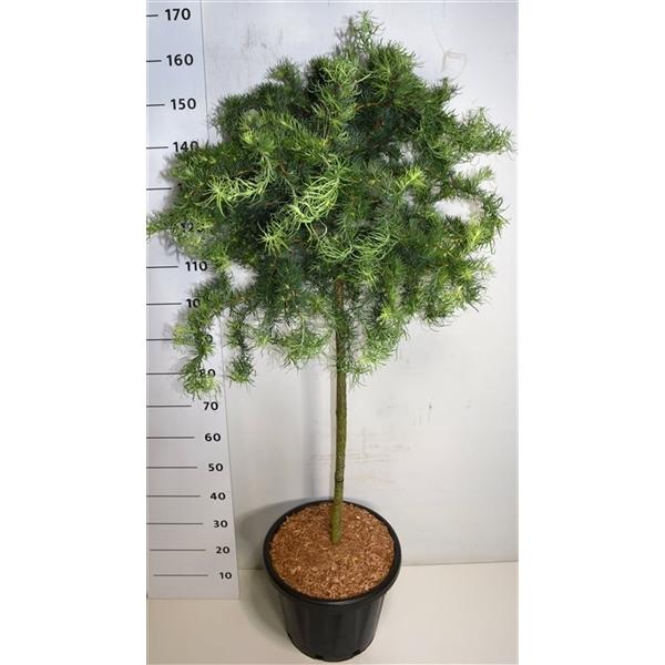 Горшечные цветы и растения оптом Larix Kaempf Diana On Stem от 1шт из Голландии с доставкой по России