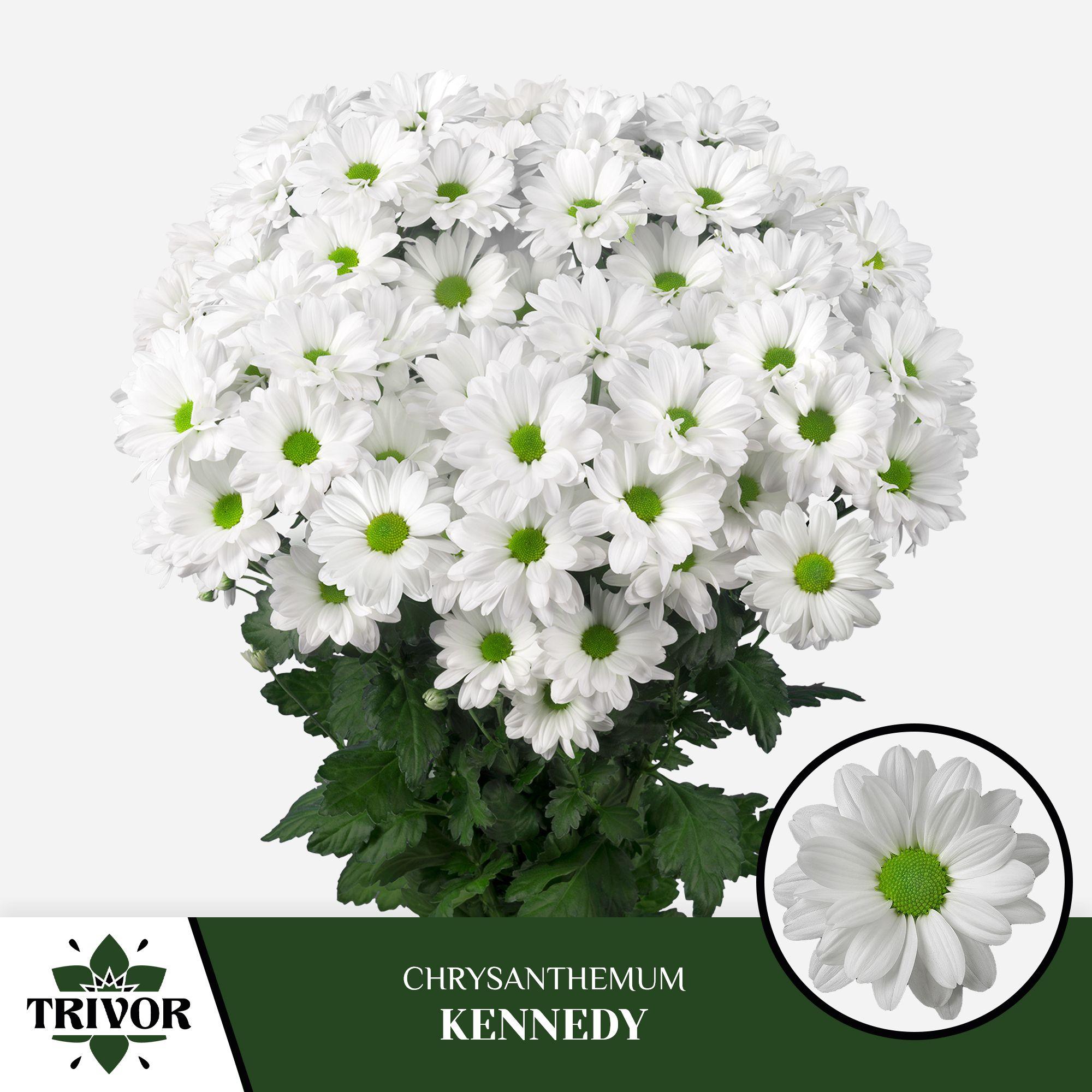 Срезанные цветы оптом Chrys sp kennedy от 80шт. из Голландии с доставкой по России