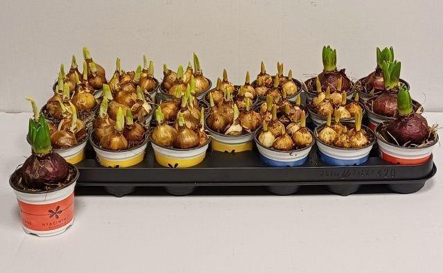 Горшечные цветы и растения оптом Bolbloemen Gem от 20шт (для телеги) из Голландии с доставкой по России Горшечные цветы и растения оптом Bolbloemen Gem от 20шт (для телеги) из Голландии с доставкой по России