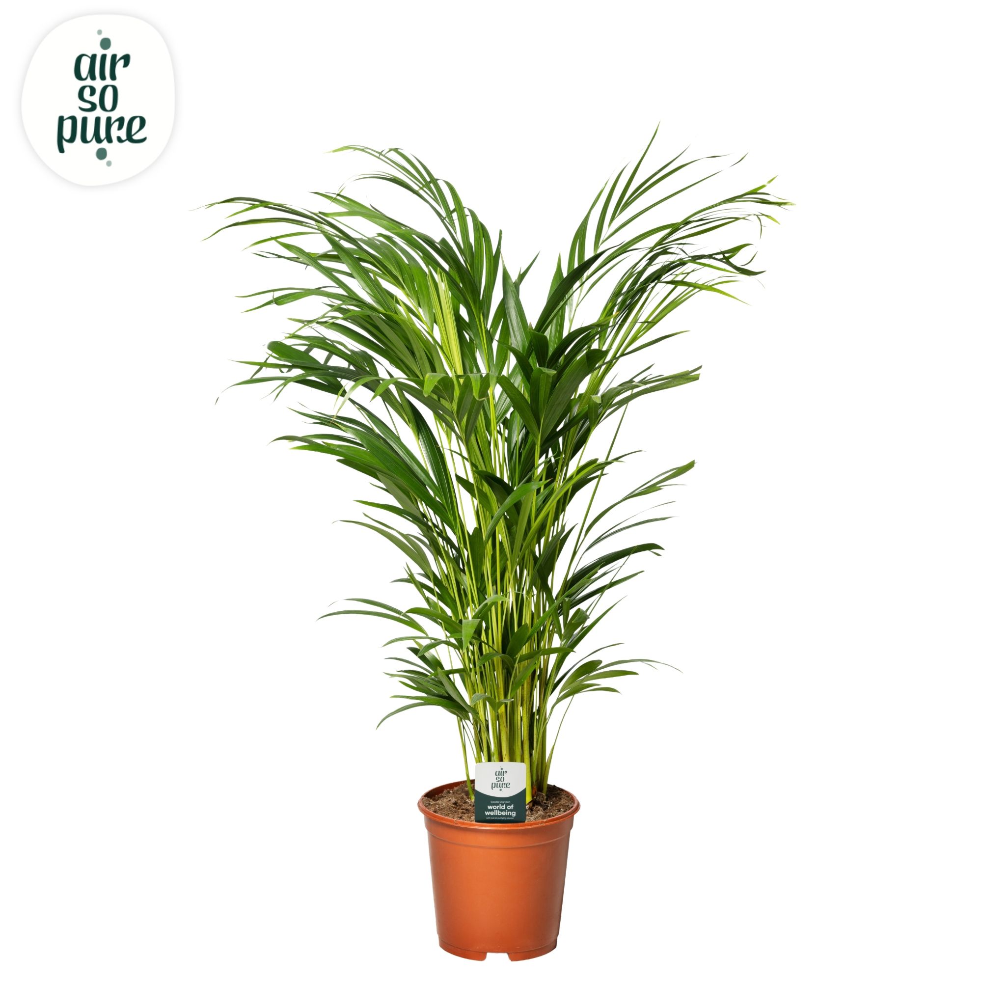 Горшечные цветы и растения оптом Dypsis Lutescens (air So Pure) от 1шт из Голландии с доставкой по России
