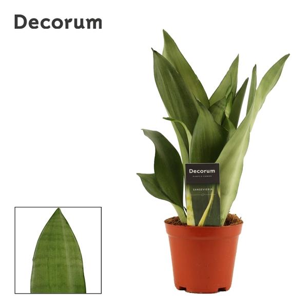 Горшечные цветы и растения оптом Sansevieria Moonshine (decorum) от 10шт из Голландии с доставкой по России