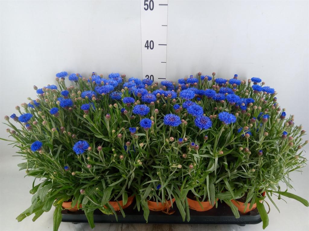 Горшечные цветы и растения оптом Centaurea   ... от 10шт из Голландии с доставкой по России