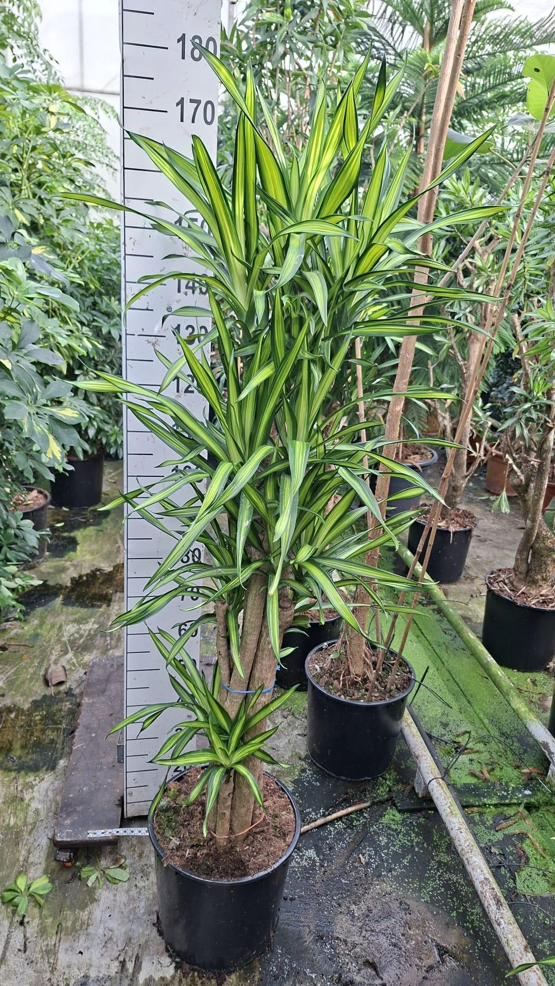 Горшечные цветы и растения оптом Dracaena Riki Toef Xl 170 от 1шт из Голландии с доставкой по России