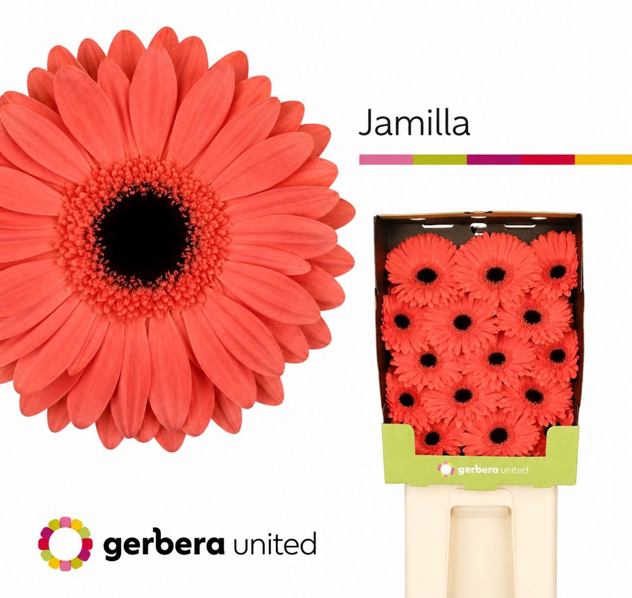 Срезанные цветы оптом Gerbera diamond jamilla от 45шт из Голландии с доставкой по России
