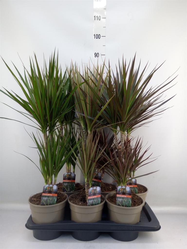 Горшечные цветы и растения оптом Dracaena   ...mix от 6шт из Голландии с доставкой по России