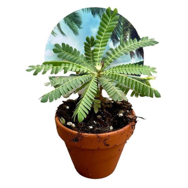 Горшечные цветы и растения оптом Biophitum Sensitivum от 12шт (для телеги) из Голландии с доставкой по России